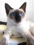 Maya