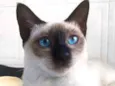 Maya