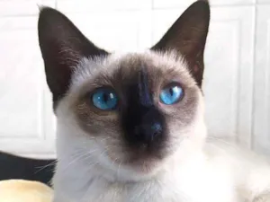 Gato raça srd idade 2 a 6 meses nome Maya