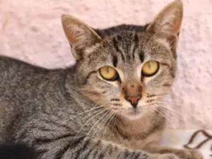 Gato raça Srd idade 1 ano nome Lucy 