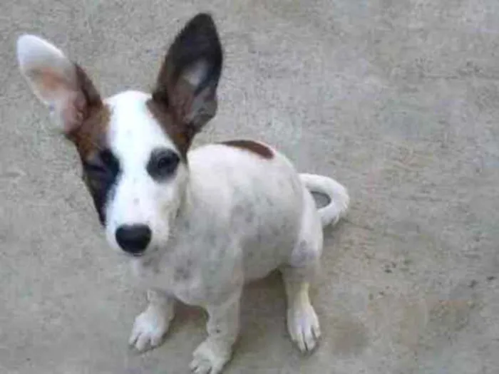 Cachorro ra a vira lata idade 2 a 6 meses nome polly