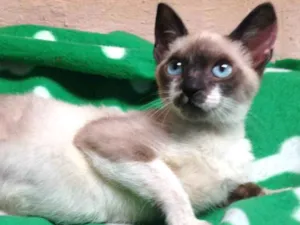 Gato raça Srd idade 2 a 6 meses nome Fumaça