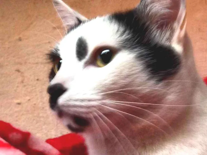 Gato ra a Srd idade 7 a 11 meses nome Pintado 