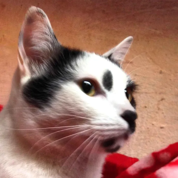 Gato ra a Srd idade 7 a 11 meses nome Pintado 