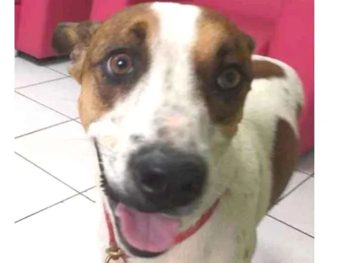 Cachorro ra a mix idade 2 anos nome Bartolo