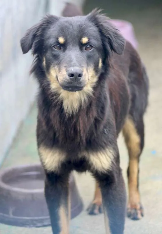 Cachorro ra a  idade 2 anos nome Agatha