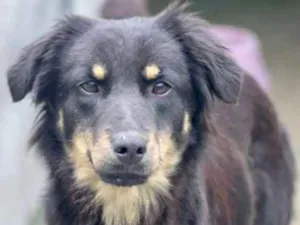 Cachorro raça  idade 2 anos nome Agatha