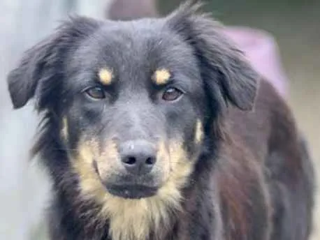 Cachorro ra a  idade 2 anos nome Agatha