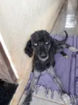 Bela