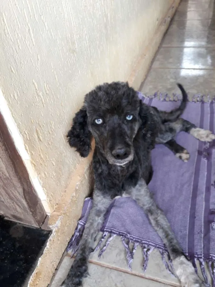 Cachorro ra a Poodle  idade  nome Bela