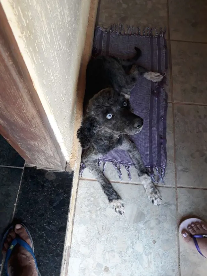 Cachorro ra a Poodle  idade  nome Bela