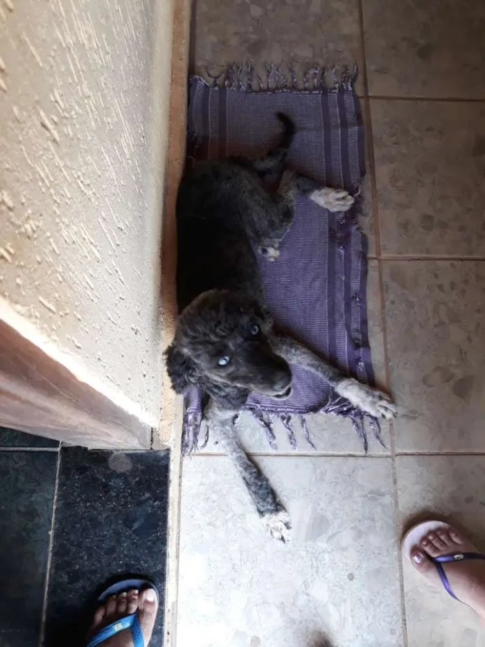 Cachorro ra a Poodle  idade  nome Bela