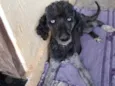 Bela