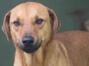 Cachorro raça  idade 2 anos nome Barão