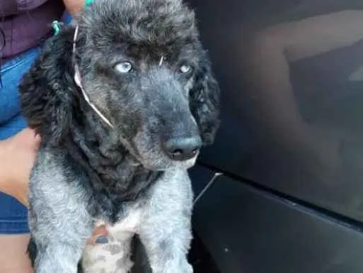 Cachorro ra a Poodle  idade  nome Bela