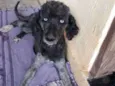 Bela