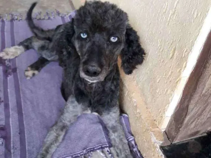 Cachorro ra a Poodle  idade  nome Bela