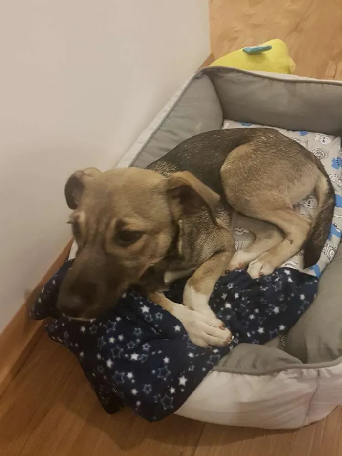 Cachorro ra a SRD idade 2 a 6 meses nome Ipa