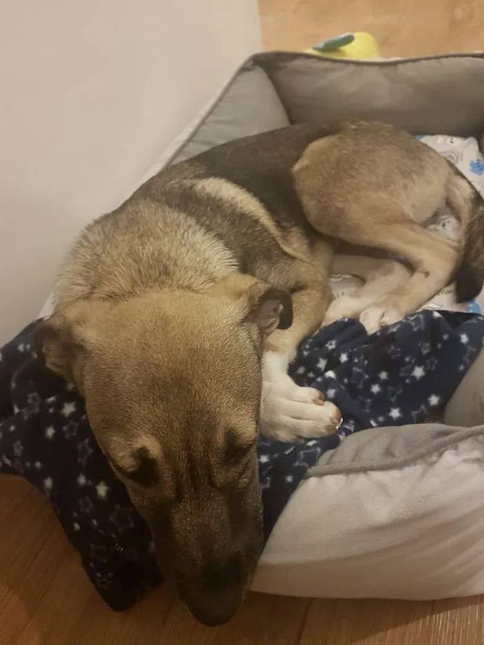Cachorro ra a SRD idade 2 a 6 meses nome Ipa