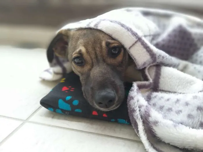 Cachorro ra a SRD idade 2 a 6 meses nome Ipa