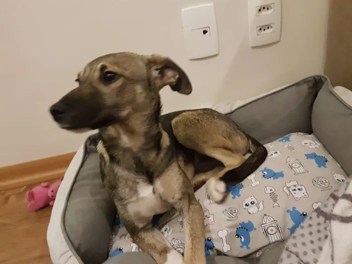 Cachorro ra a SRD idade 2 a 6 meses nome Ipa