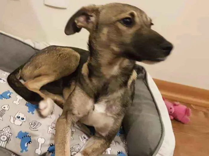 Cachorro ra a SRD idade 2 a 6 meses nome Ipa