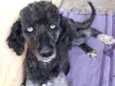 Bela