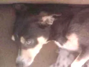 Cachorro raça Mistiça idade Abaixo de 2 meses nome Sem nomer