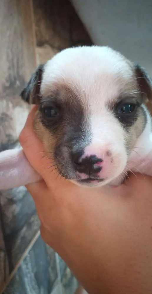 Cachorro ra a Filhote de pinscher e cofap idade Abaixo de 2 meses nome Sem nome 