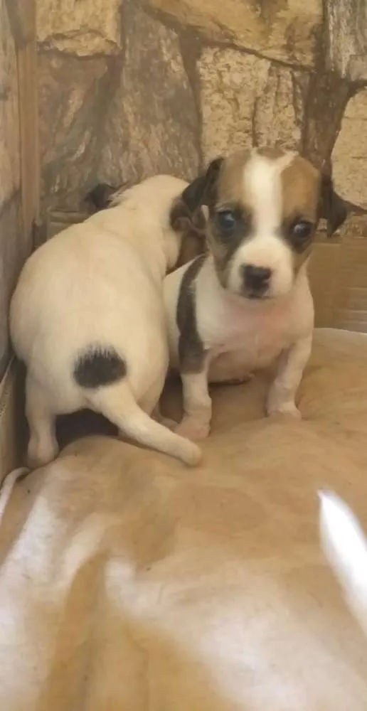 Cachorro ra a Filhote de pinscher e cofap idade Abaixo de 2 meses nome Sem nome 