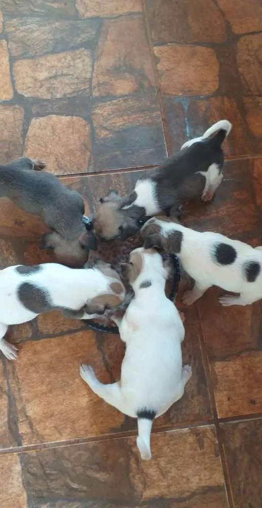 Cachorro ra a Filhote de pinscher e cofap idade Abaixo de 2 meses nome Sem nome 