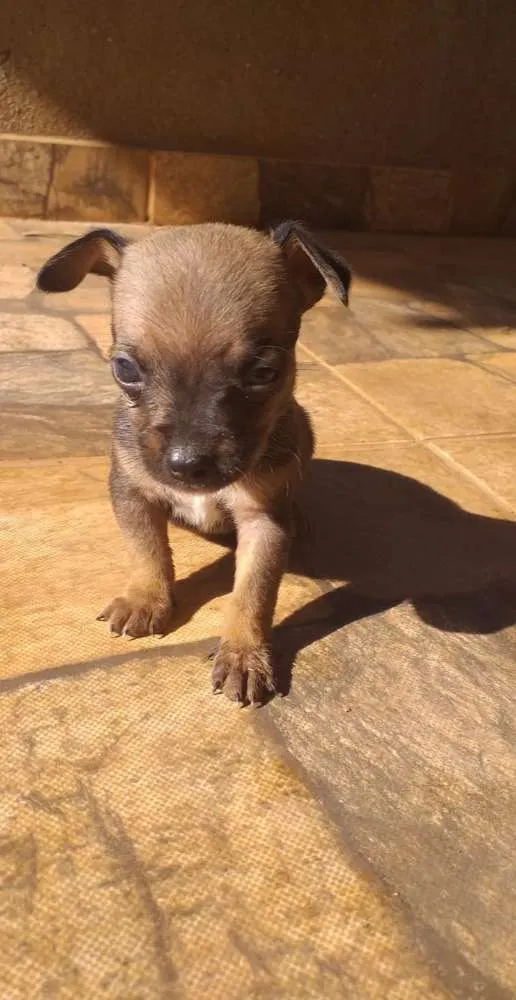 Cachorro ra a Filhote de pinscher e cofap idade Abaixo de 2 meses nome Sem nome 