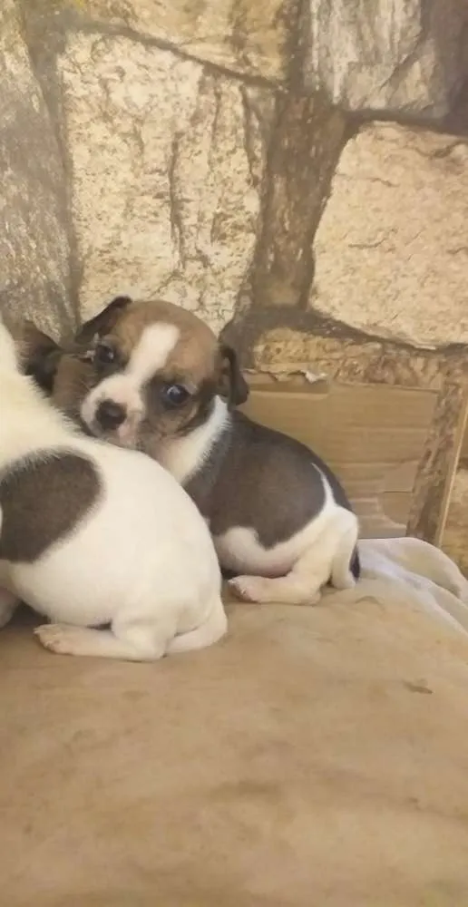 Cachorro ra a Filhote de pinscher e cofap idade Abaixo de 2 meses nome Sem nome 