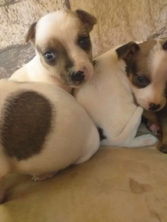 Cachorro ra a Filhote de pinscher e cofap idade Abaixo de 2 meses nome Sem nome 