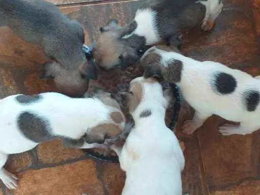 Cachorro ra a Filhote de pinscher e cofap idade Abaixo de 2 meses nome Sem nome 