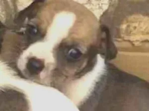 Cachorro raça Filhote de pinscher e cofap idade Abaixo de 2 meses nome Sem nome 