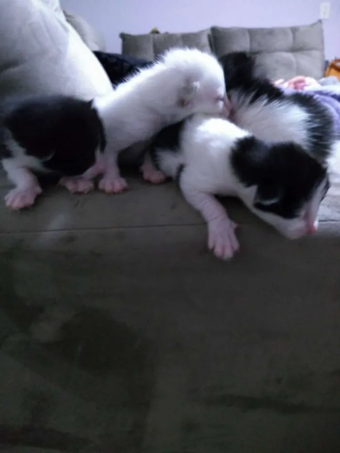 Gato ra a  idade Abaixo de 2 meses nome Sem nome