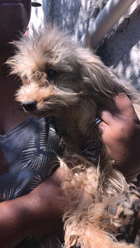 Cachorro raça poodle misturado idade 7 a 11 meses nome sem nome*