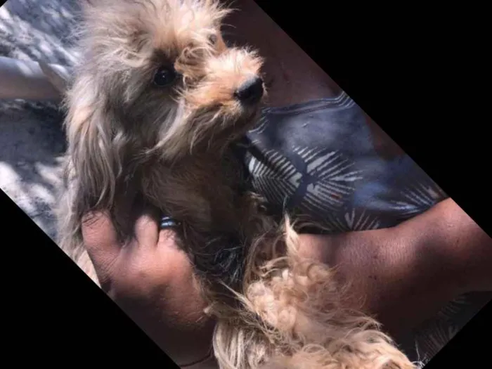 Cachorro raça poodle misturado idade 7 a 11 meses nome sem nome*