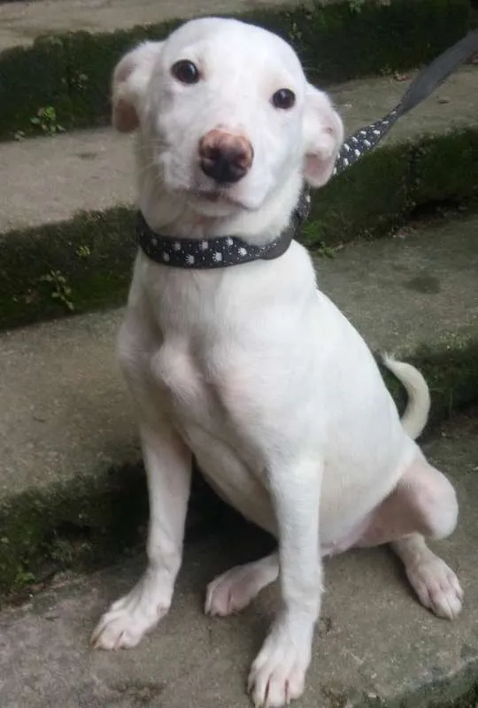 Cachorro ra a  idade 2 a 6 meses nome Alaska Filhote