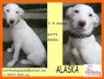Alaska Filhote