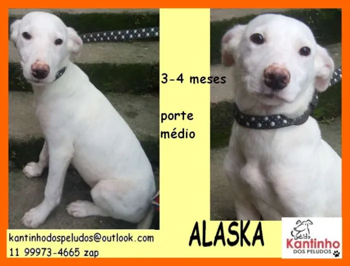 Cachorro ra a  idade 2 a 6 meses nome Alaska Filhote