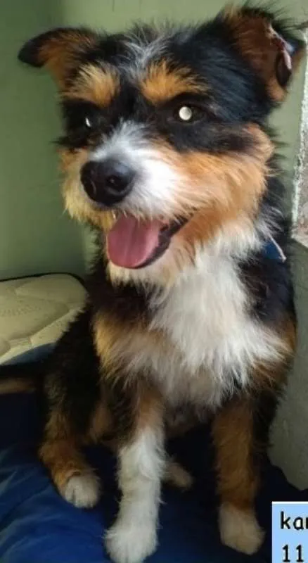 Cachorro ra a  idade 1 ano nome Picasso Pequeno