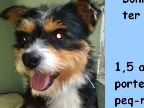 Cachorro ra a  idade 1 ano nome Picasso Pequeno