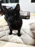 Gatão 