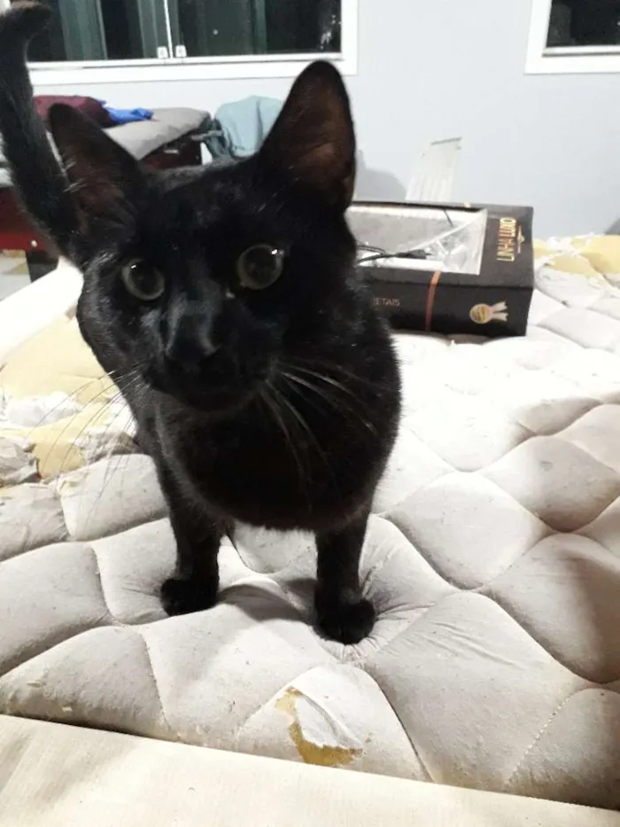 Gato ra a Sem raça definida idade 7 a 11 meses nome Gatão 