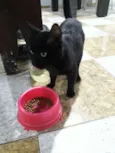 Gatão 