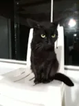 Gatão 