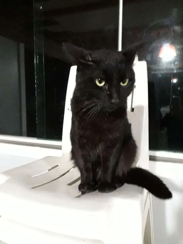 Gato ra a Sem raça definida idade 7 a 11 meses nome Gatão 