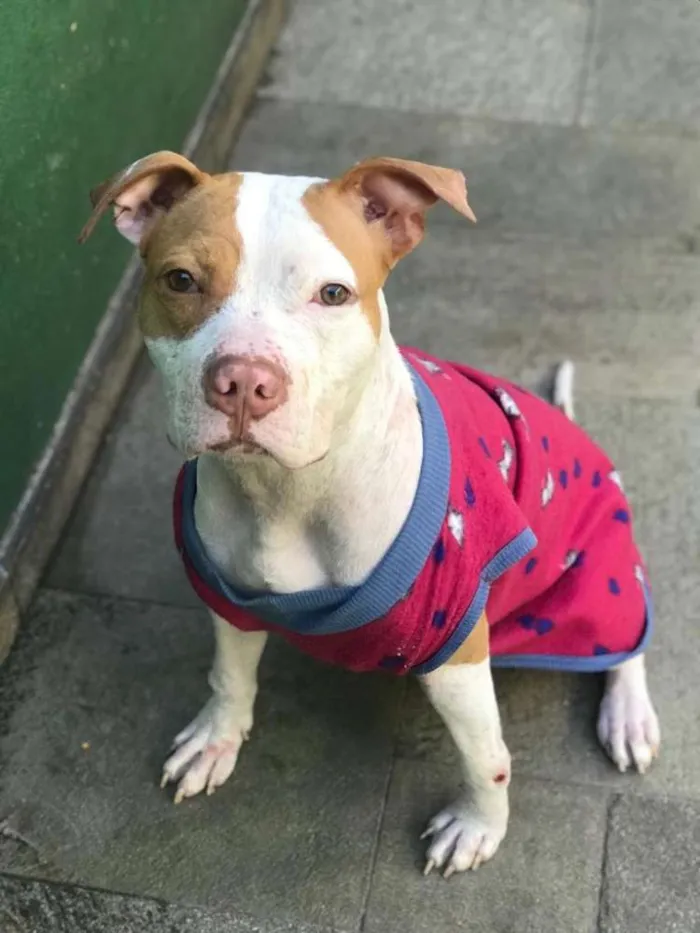 Cachorro ra a Pit bull idade 3 anos nome Bia